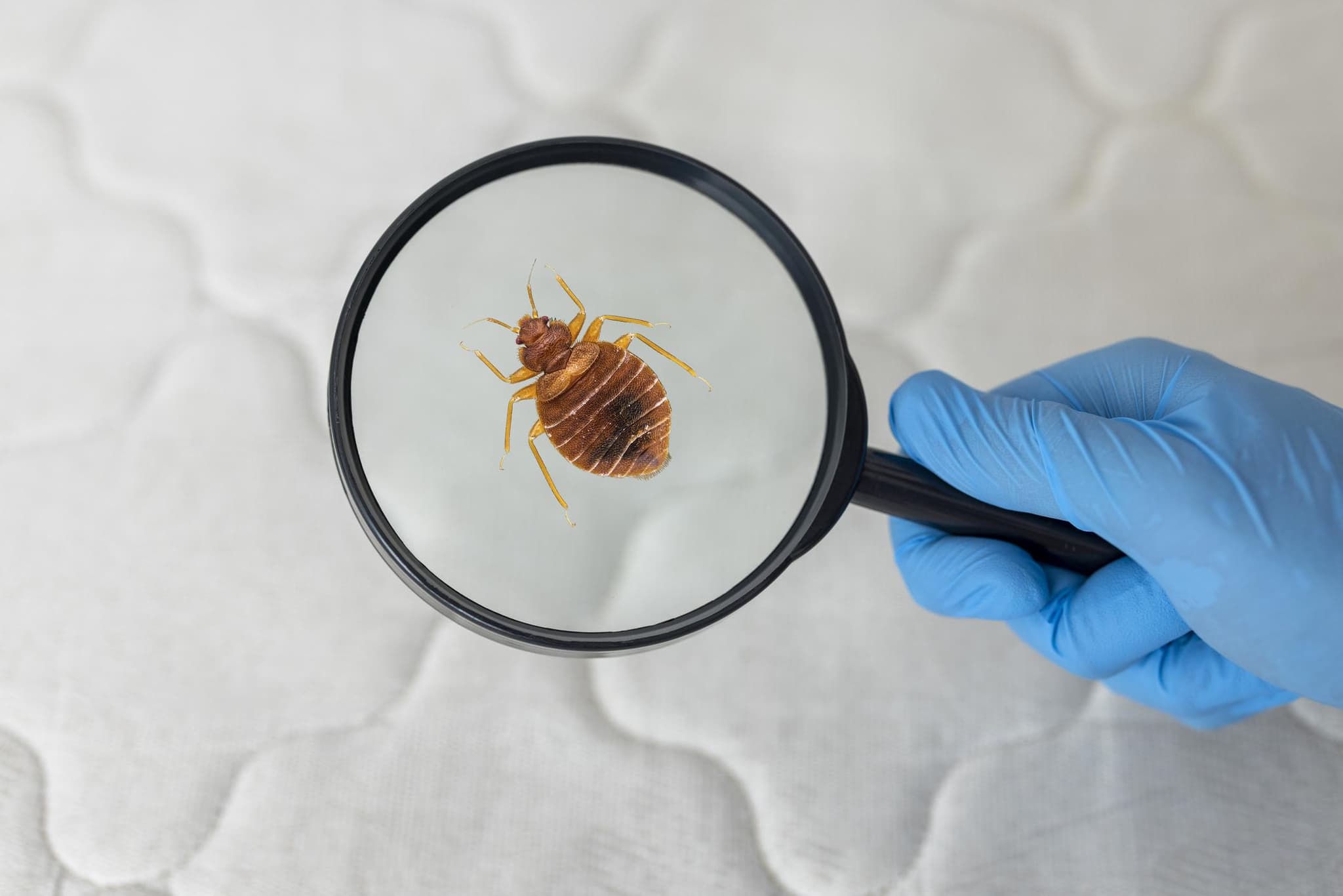 Bed Bug Treatment