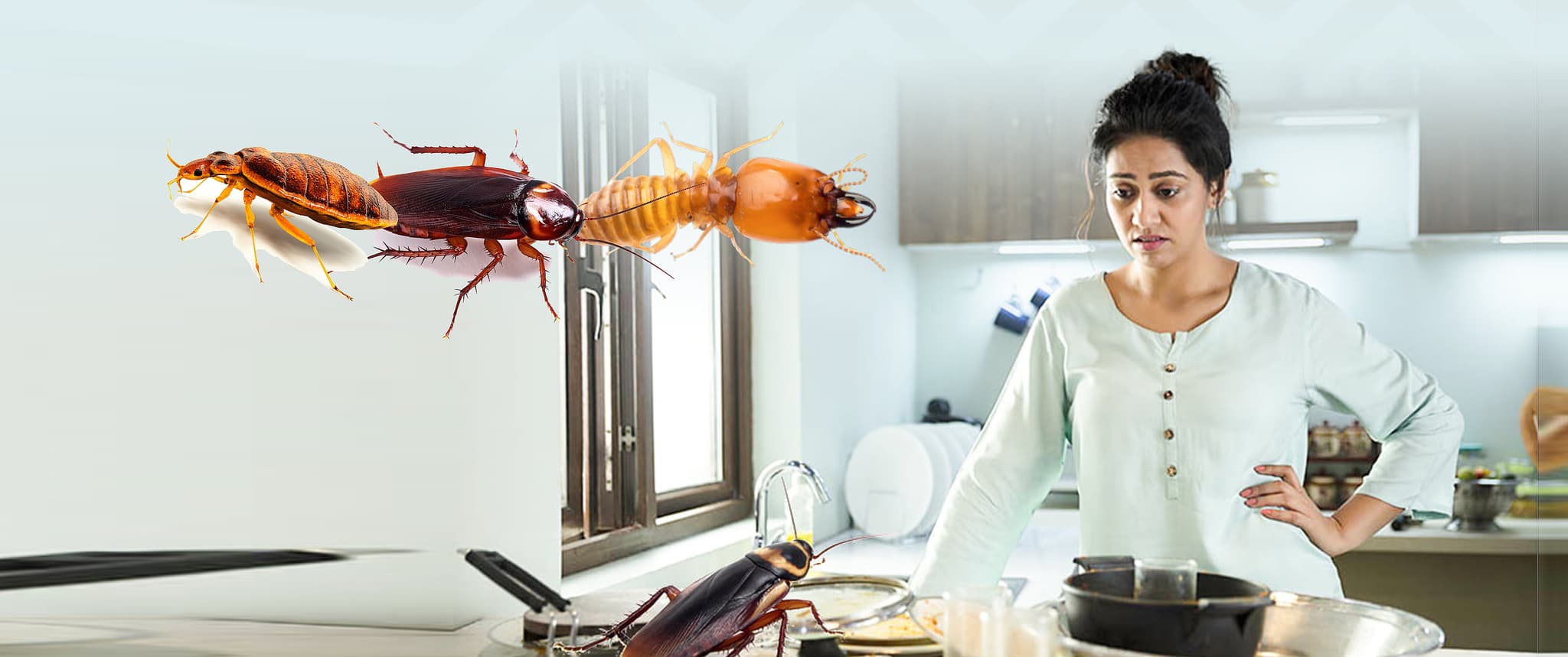 Dengue Spray & Fumigation Services