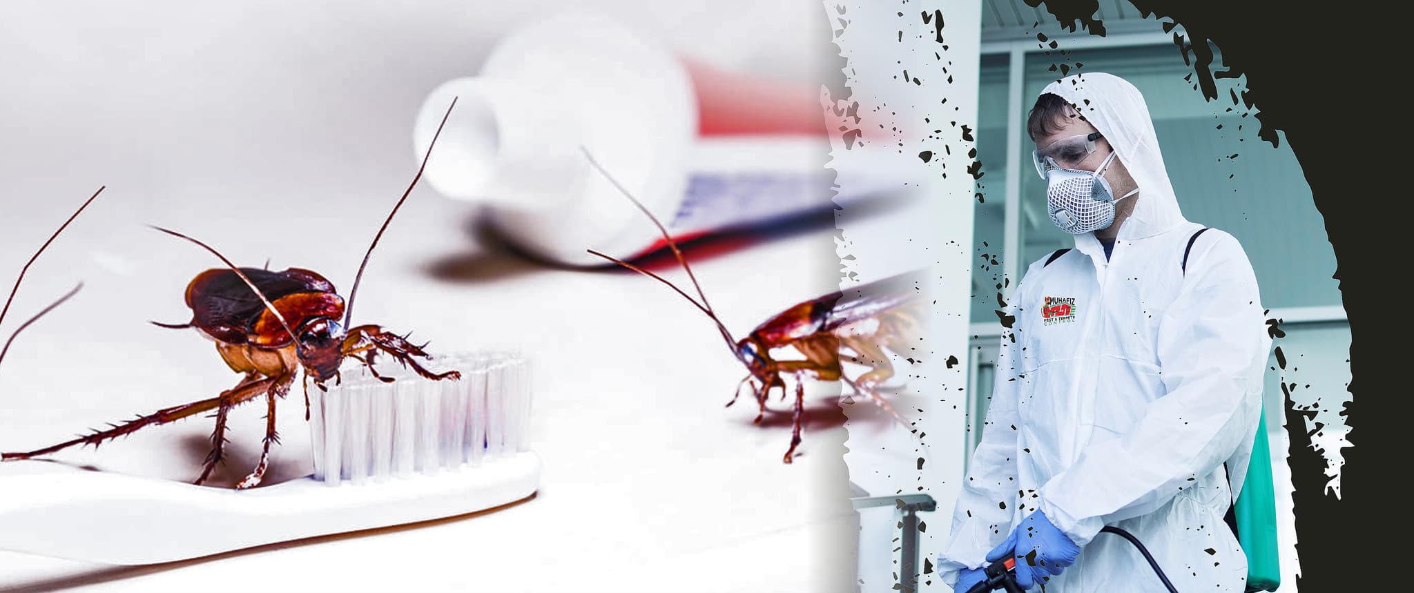 Pest Control Services for Homes