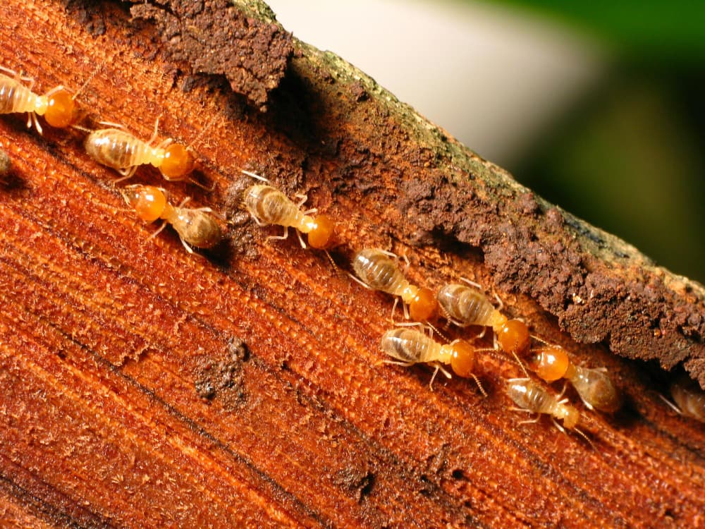 Drywood Termites