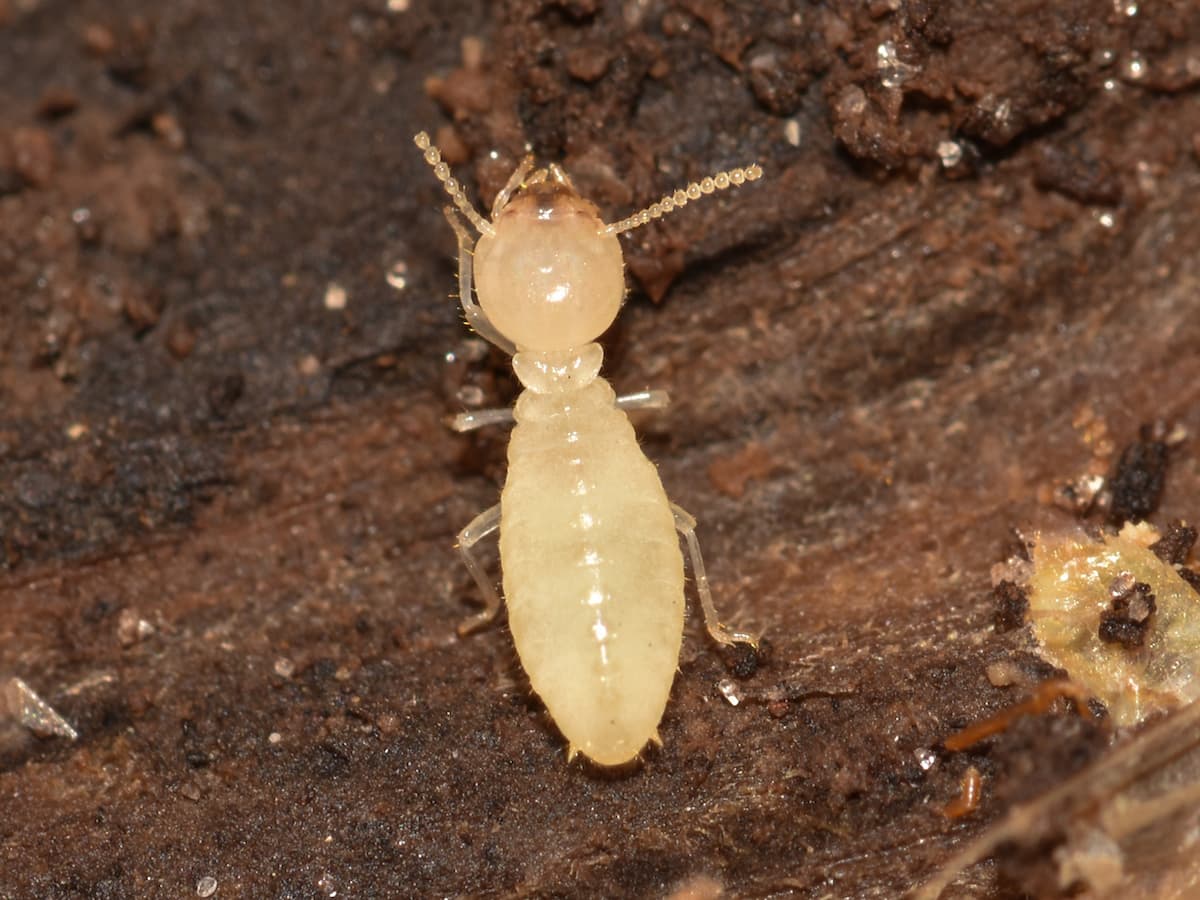 Dampwood Termites