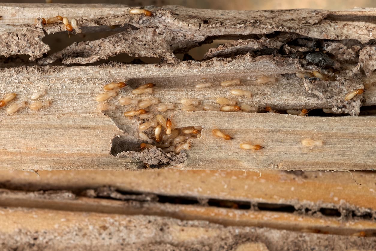 Termite Control